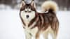 Siberian Husky