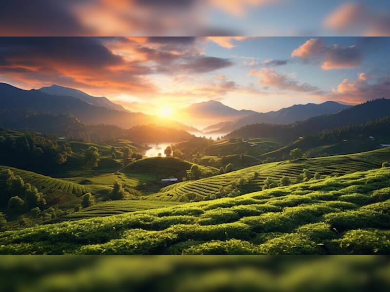 Munnar, Kerala