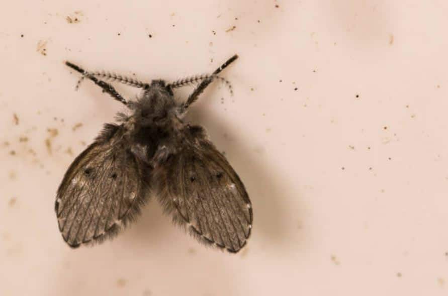 Drain Flies: Boiling Water and Vinegar Solution