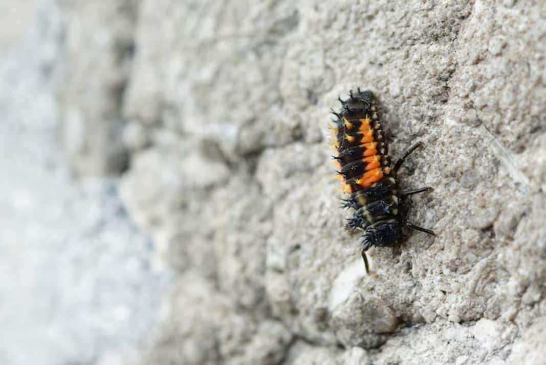 Carpet Beetles: Vacuum and Lemon Spray