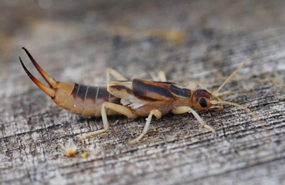 Earwigs: Citrus Peels and Newspaper Traps