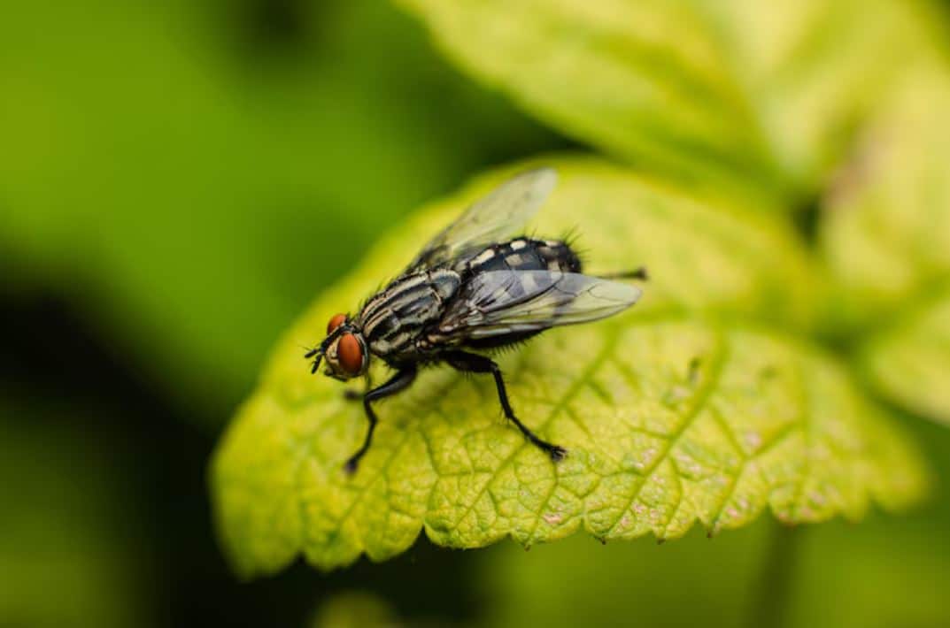 Fruit Flies: Wine and Dish Soap Trap