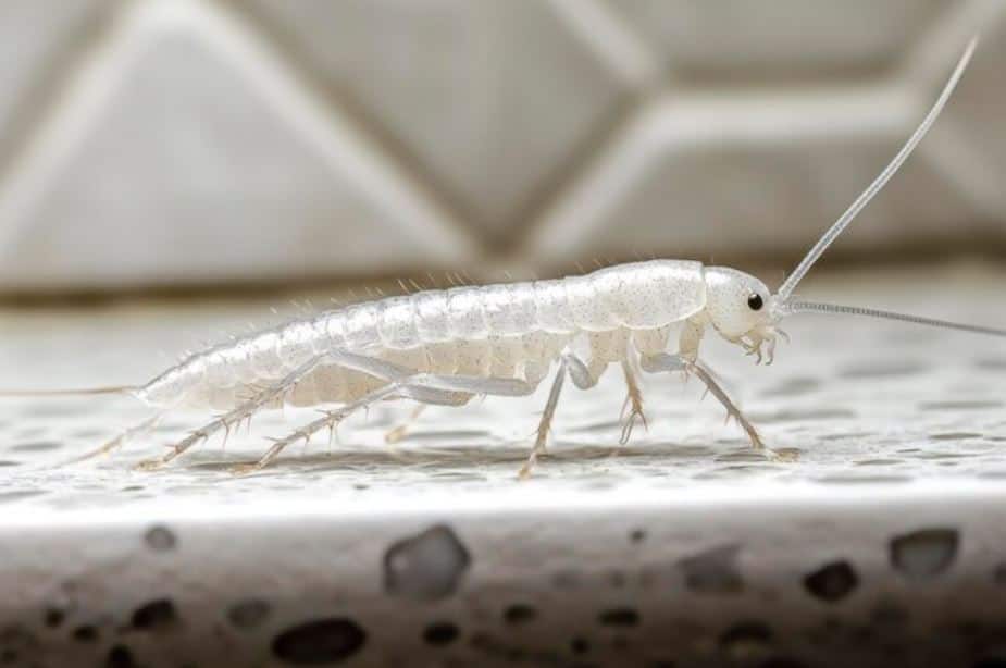 Silverfish: Use Cloves to Protect Your Books and Clothes