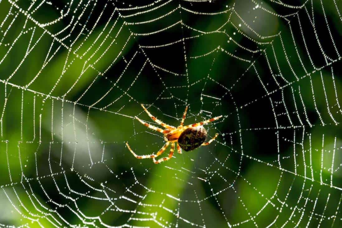Spiders: Peppermint Oil Keeps Them Away
