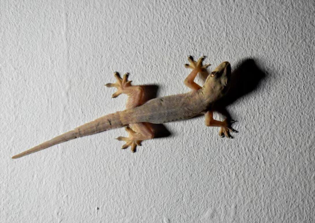 How To Keep Insects Away From Your Home This Monsoon? Check Genius ...