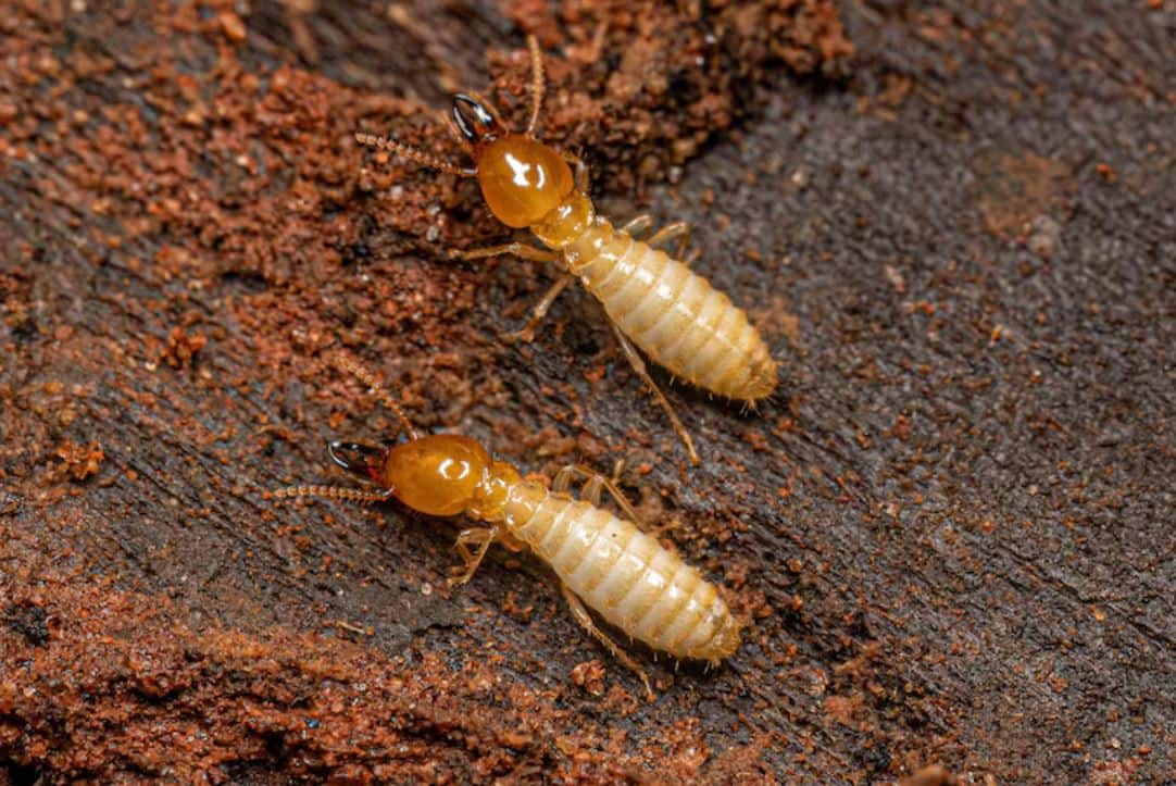 Termites: Neem Oil for Wooden Protection