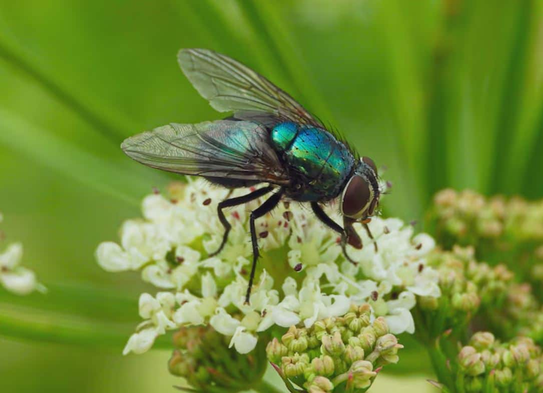 Houseflies: Trap Them with Apple Cider Vinegar