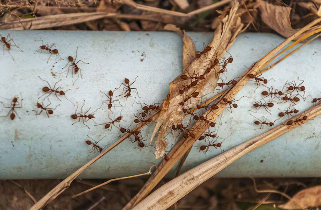 Ants: Use White Vinegar Spray