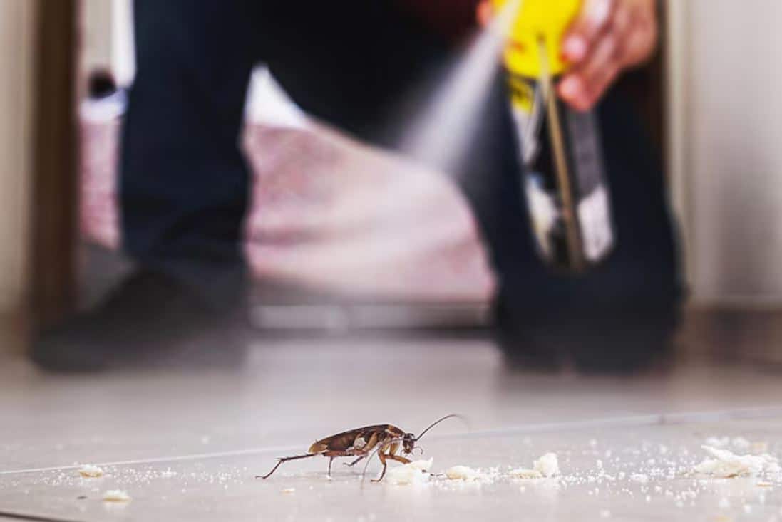 Cockroaches: Bay Leaves and Baking Soda to the Rescue
