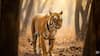 India – Bengal Tiger (Panthera tigris tigris)