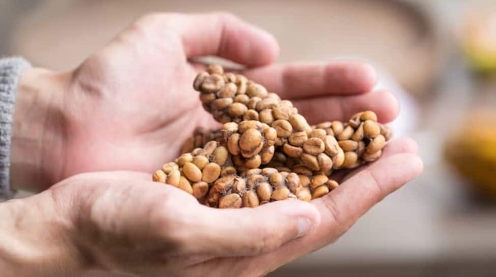 World’s Most Expensive Coffee– Kopi Luwak: Know Why It’s So Expensive