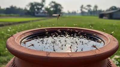 Don’t Ignore Mosquito Prevention
