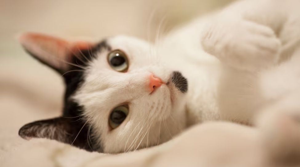 Cat Purring