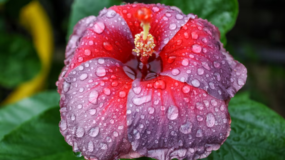 monsoon plant care, gardening tips, garden care, how to care for plants in rainy season