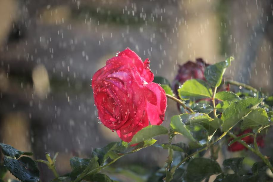 monsoon gardening guide, plant diseases in rainy season, gardening tips monsoon,