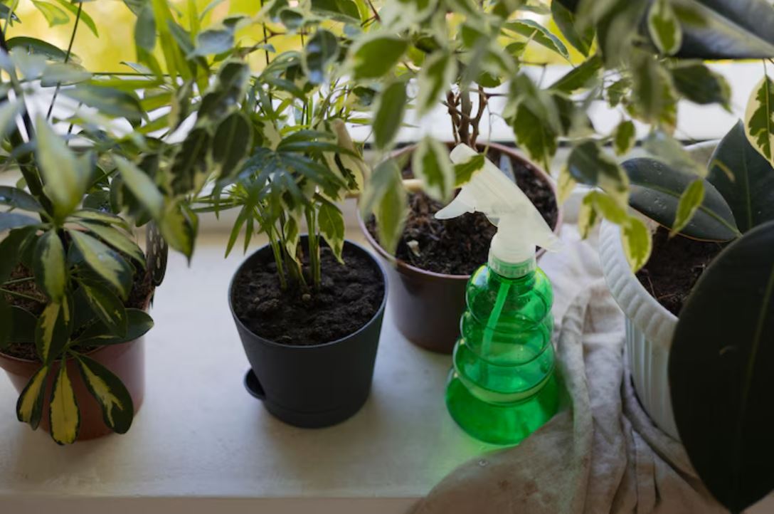 monsoon plant care, gardening tips, garden care, how to care for plants in rainy season,