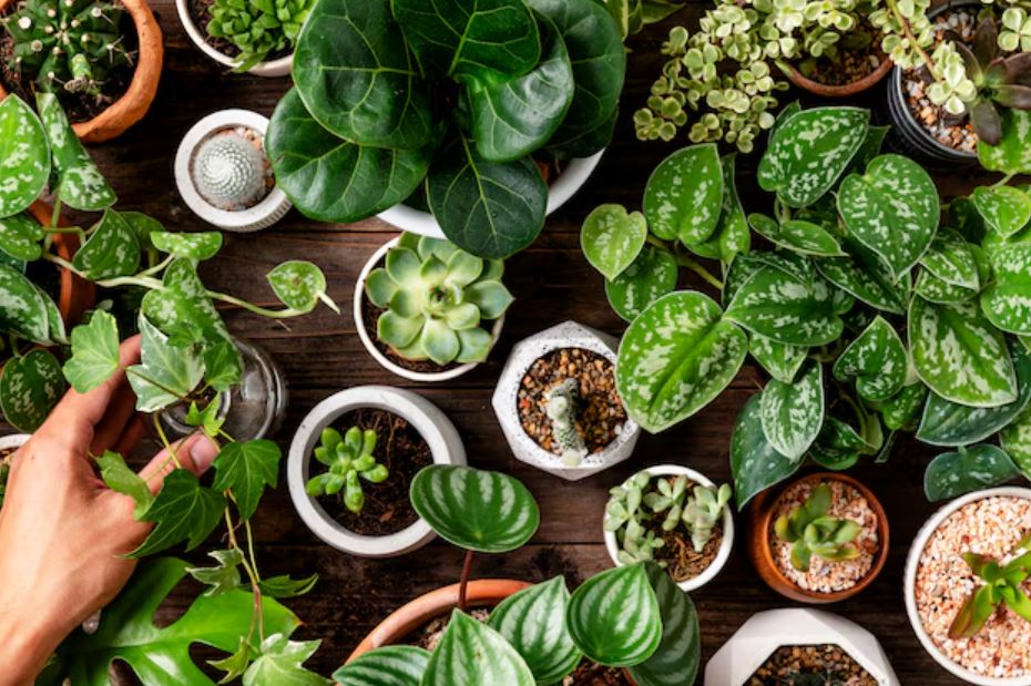 monsoon gardening guide, plant diseases in rainy season, gardening tips monsoon,