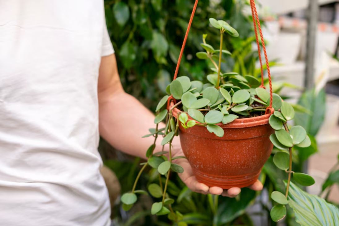 monsoon plant care, gardening tips, garden care, how to care for plants in rainy season,