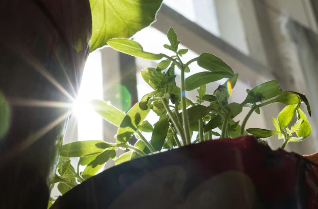monsoon gardening guide, plant diseases in rainy season, gardening tips monsoon,