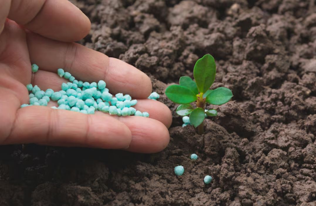 monsoon plant care, gardening tips, garden care, how to care for plants in rainy season,