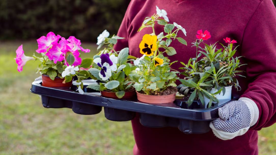 monsoon gardening guide, plant diseases in rainy season, gardening tips monsoon,