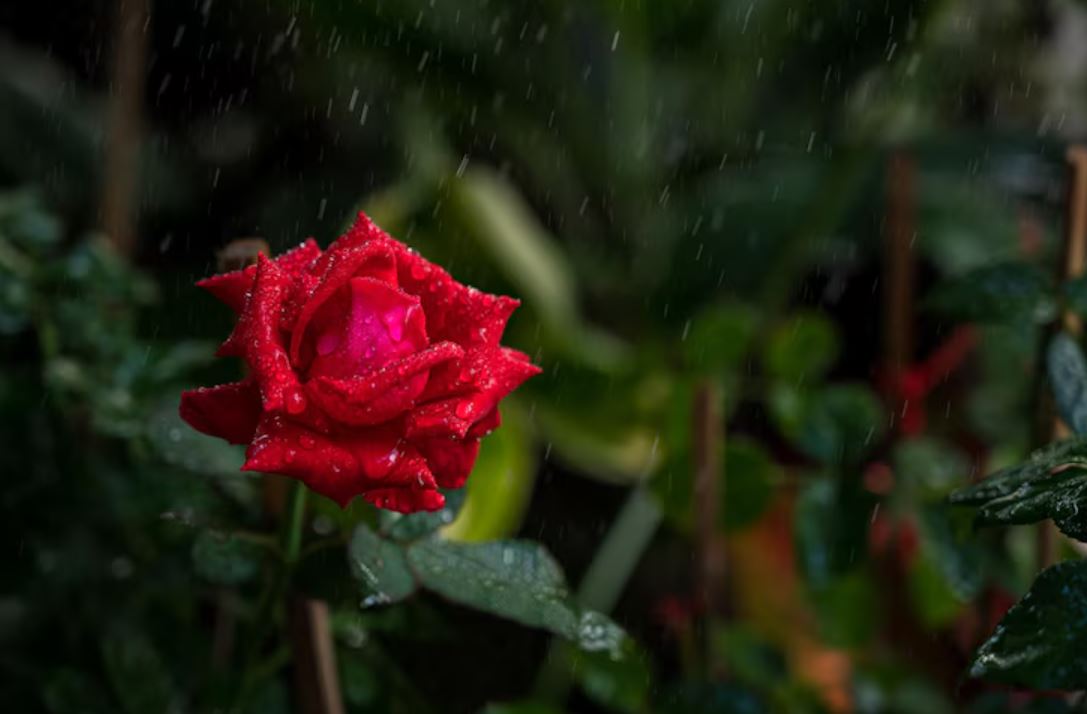 monsoon plant care, gardening tips, garden care, how to care for plants in rainy season,