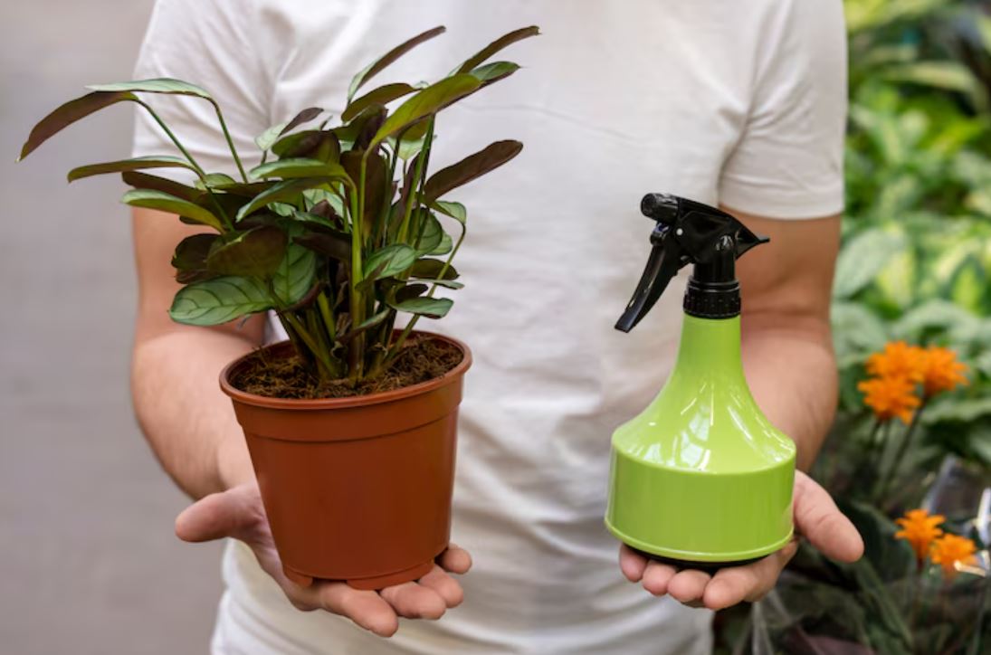monsoon gardening guide, plant diseases in rainy season, gardening tips monsoon, plant care tips