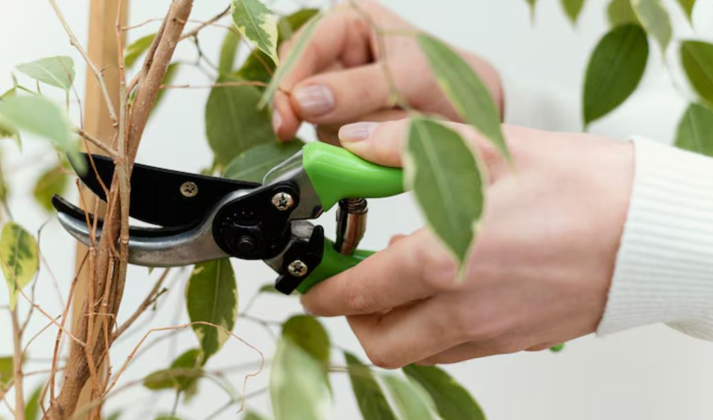 monsoon gardening guide, plant diseases in rainy season, gardening tips monsoon, plant care tips