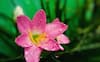 Plant care tips for monsoon