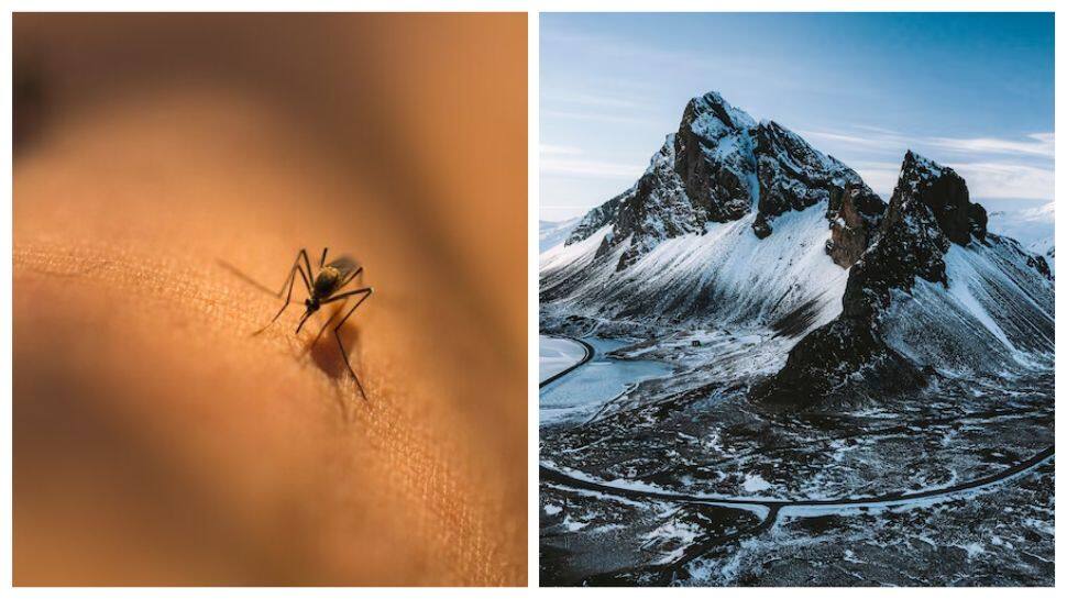 Can Mosquitoes Make Their Way To The Country? 