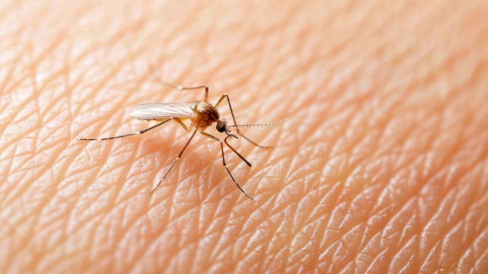 Meet the Mosquito-Free Paradise