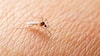 Meet the Mosquito-Free Paradise