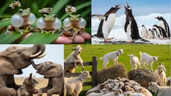 The Drama Is Real: 10 Animals With Hilariously Adorable Antics