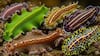 1.Flatworms: