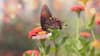 7 Beautiful Butterflies That Are Found Across the World