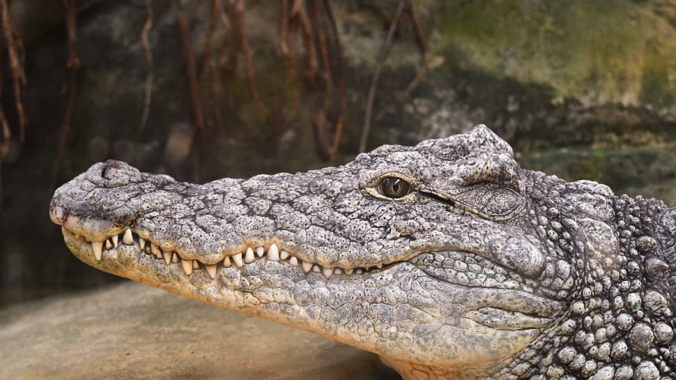Muja Meet Oldest Living Alligator In Captivity: Holds Guinness World Record ...