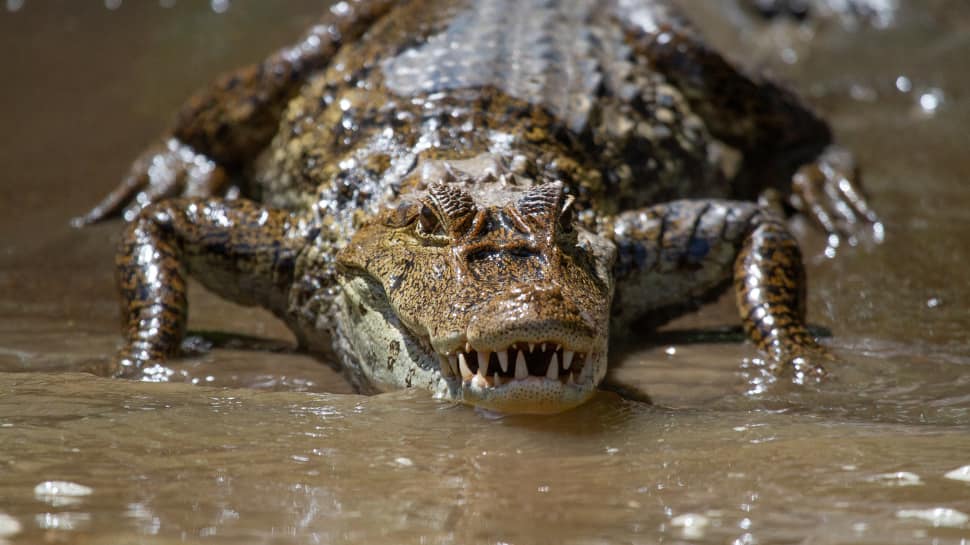 Alligators Age