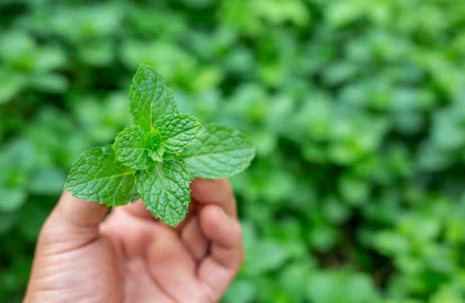 summer energy boosting foods, best fruits for hydration, cooling vegetables for summer