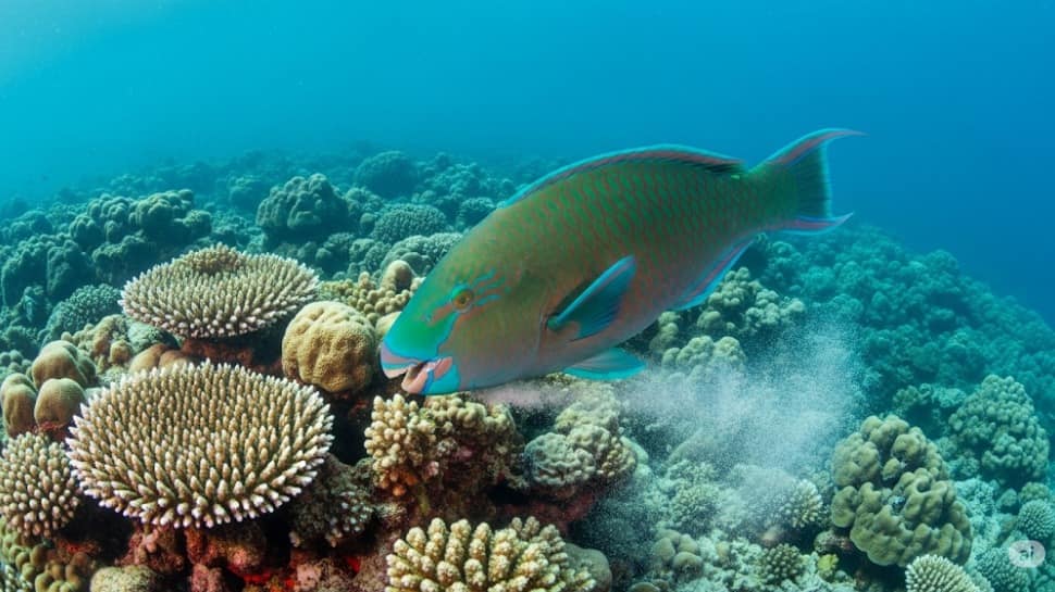 Parrotfish