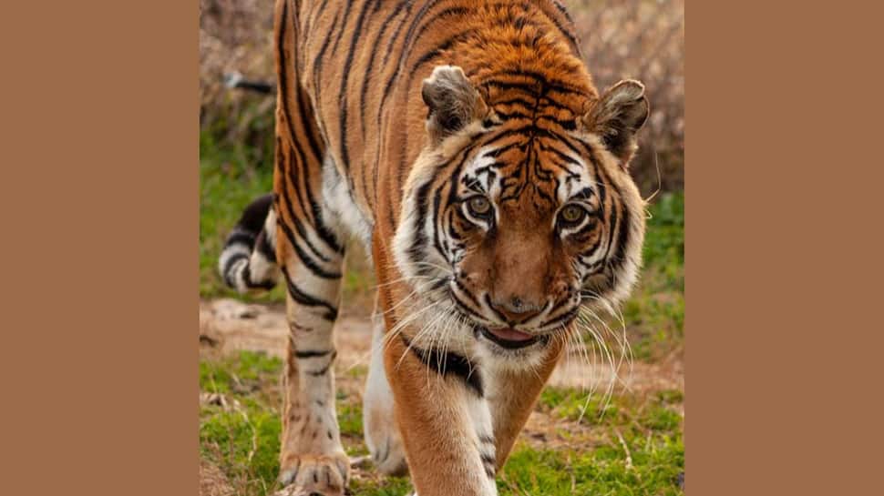 Tigress' Cubs