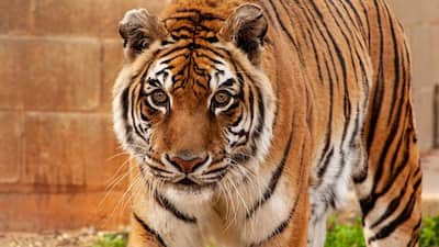 World's Oldest Tiger In Captivity 