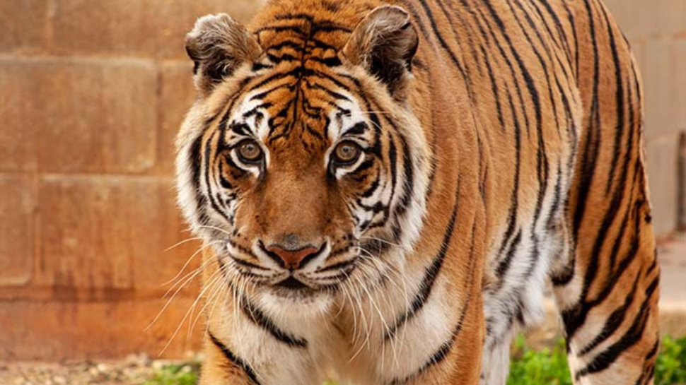 World's Oldest Tiger In Captivity