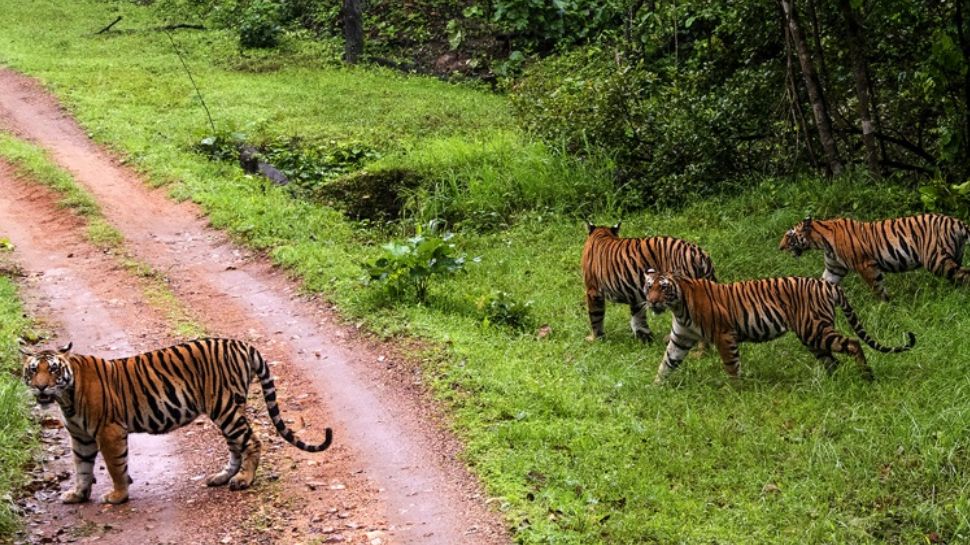 Kanha National Park, Madhya Pradesh