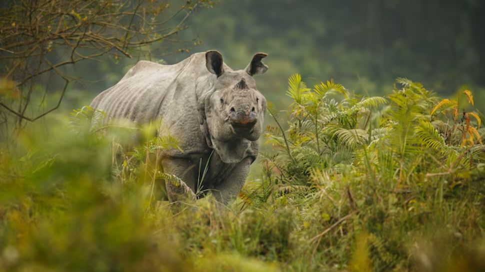 Kaziranga National Park, Assam