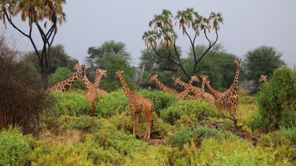 Gir Forest, Gujarat