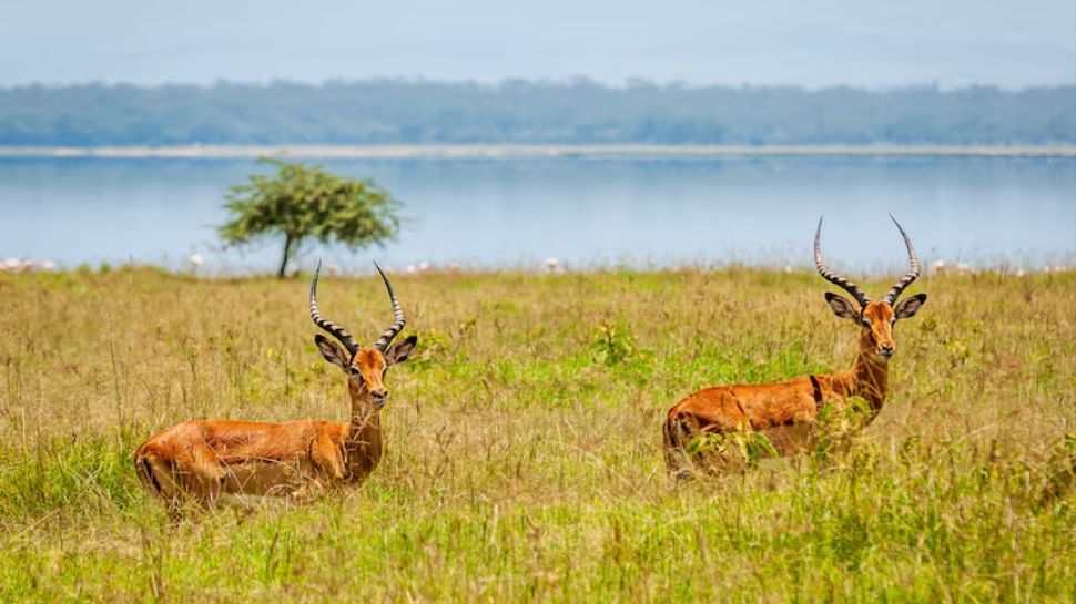 Jim Corbett National Park, Uttarakhand