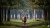 Kashmir Stag 