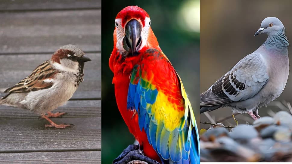 Bird Nests At Home: Which Bring Prosperity And Which Warn Of Trouble? Check Signs