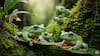 Malabar Gliding Frog:  