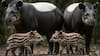 Tapirs
